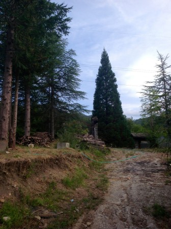 Andar per boschi di Chicco