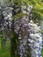 /album/cartoline-da-/a945617-564036146953146-1730365279-n-jpg/